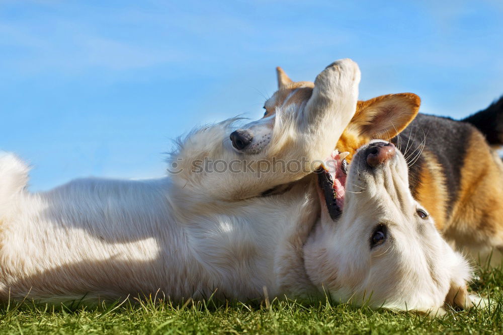 Similar – Siberian husky and French bulldog puppy playing in garden