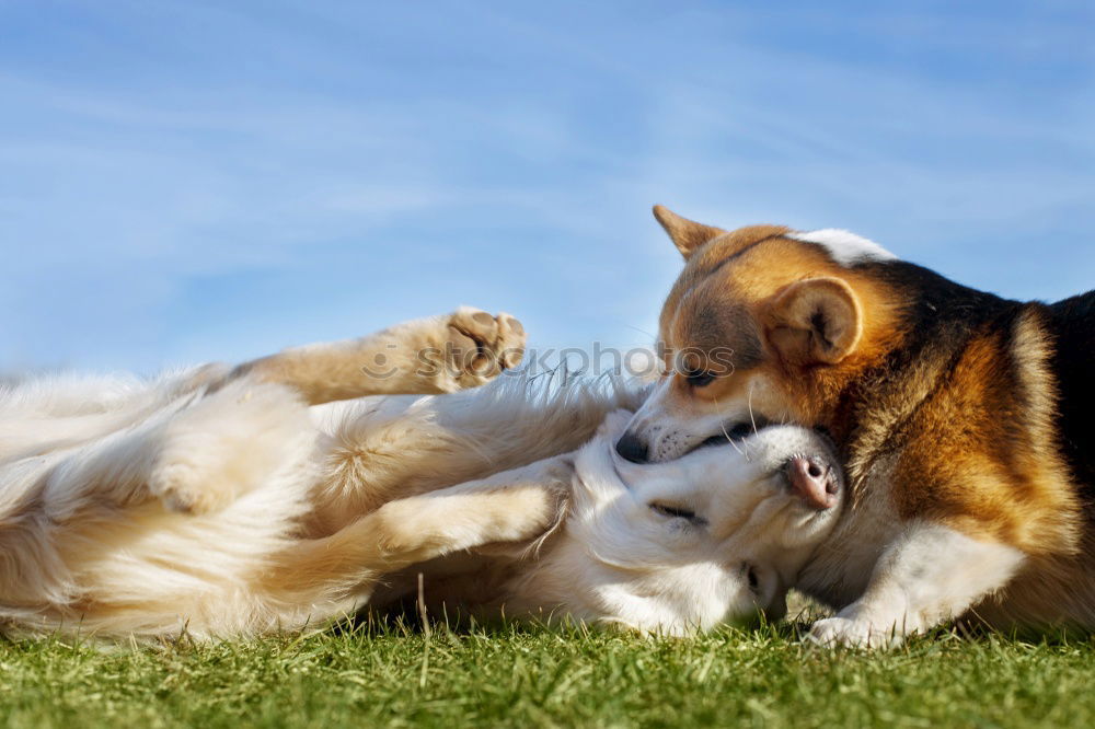 Similar – Siberian husky and French bulldog puppy playing in garden