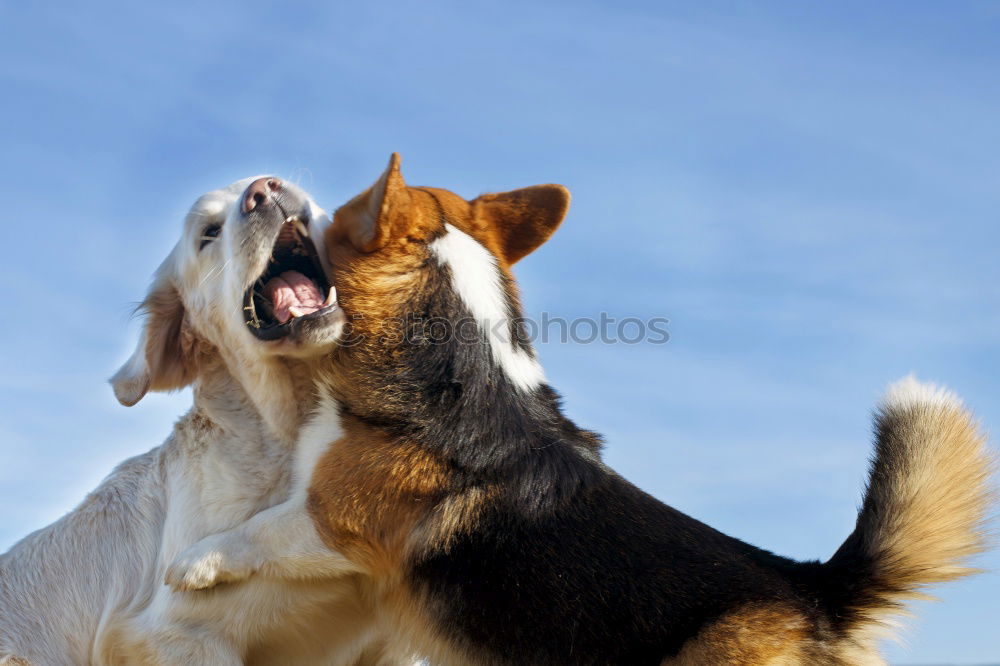 Similar – Siberian husky and French bulldog puppy playing in garden