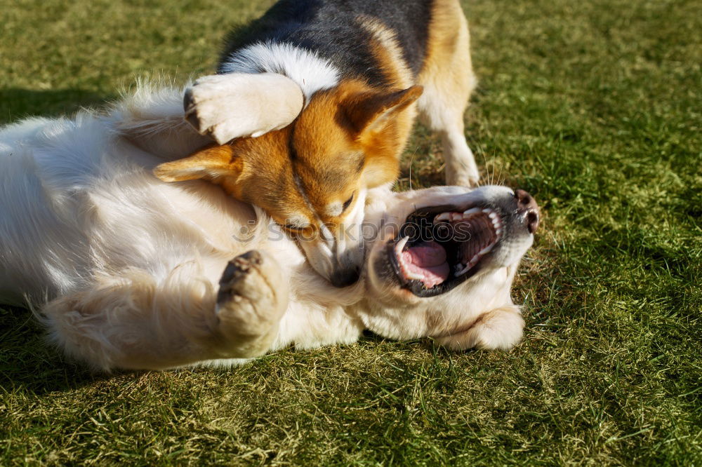 Siberian husky and French bulldog puppy playing in garden