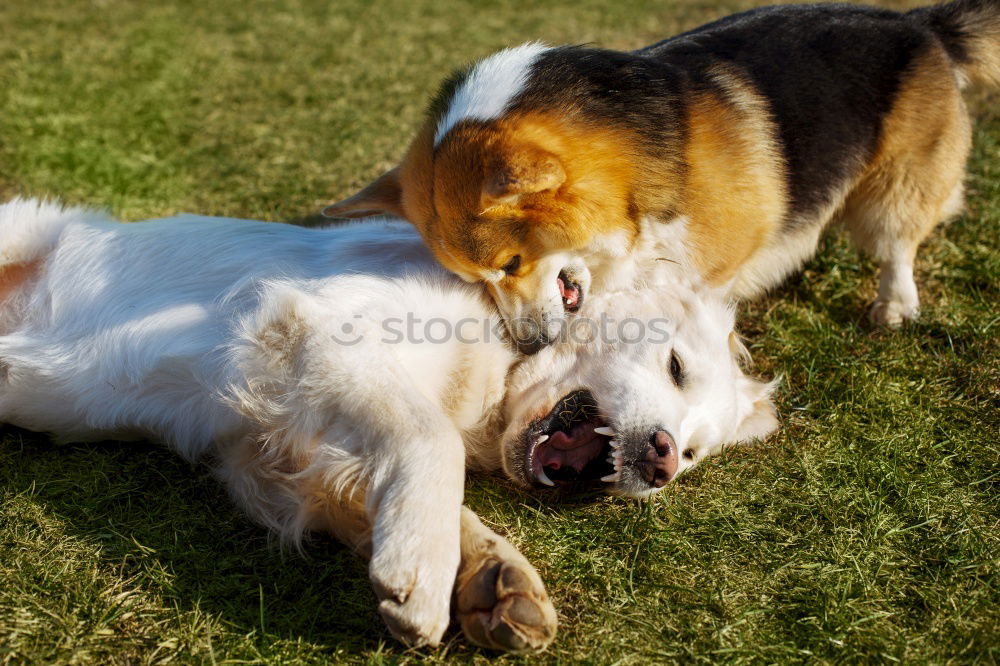 Similar – Dogs running near waving sea