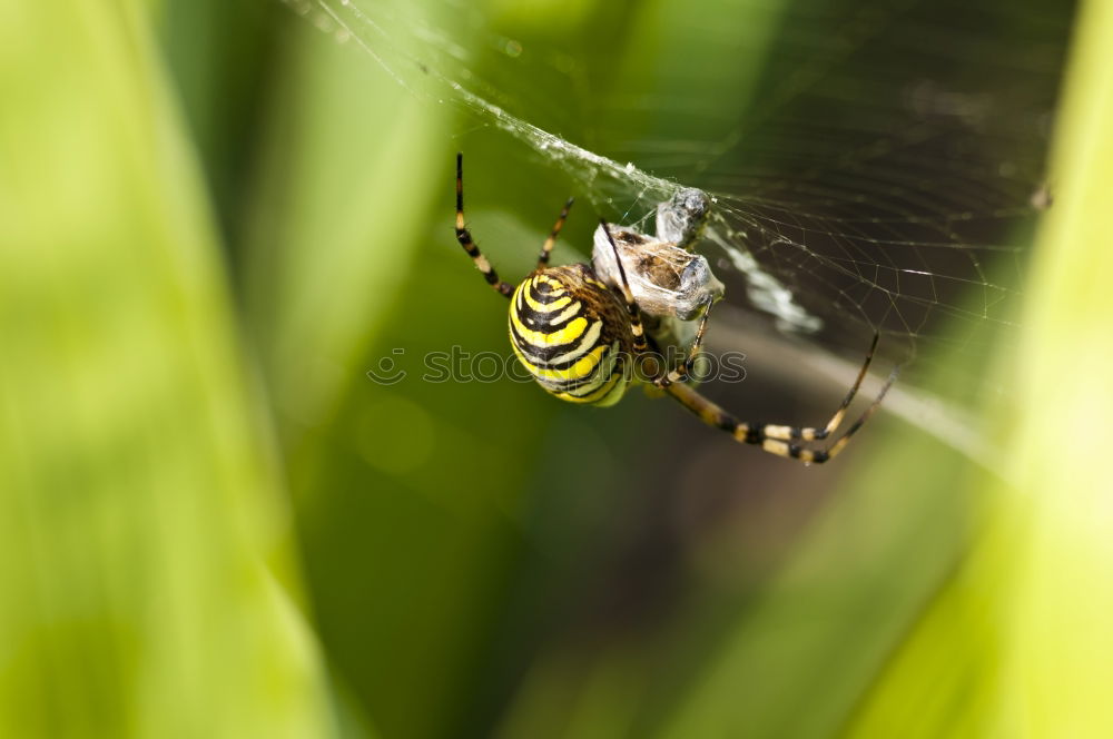 Similar – waiting loop Plant Animal