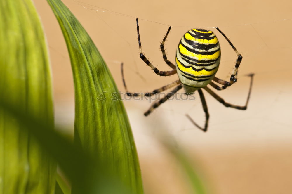 Similar – Hymenopterans with a drop in his hand