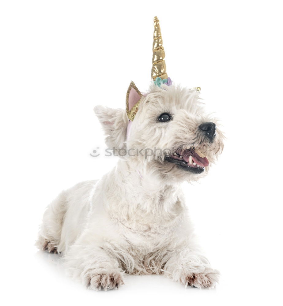 Similar – Image, Stock Photo funny dog with crown on white background