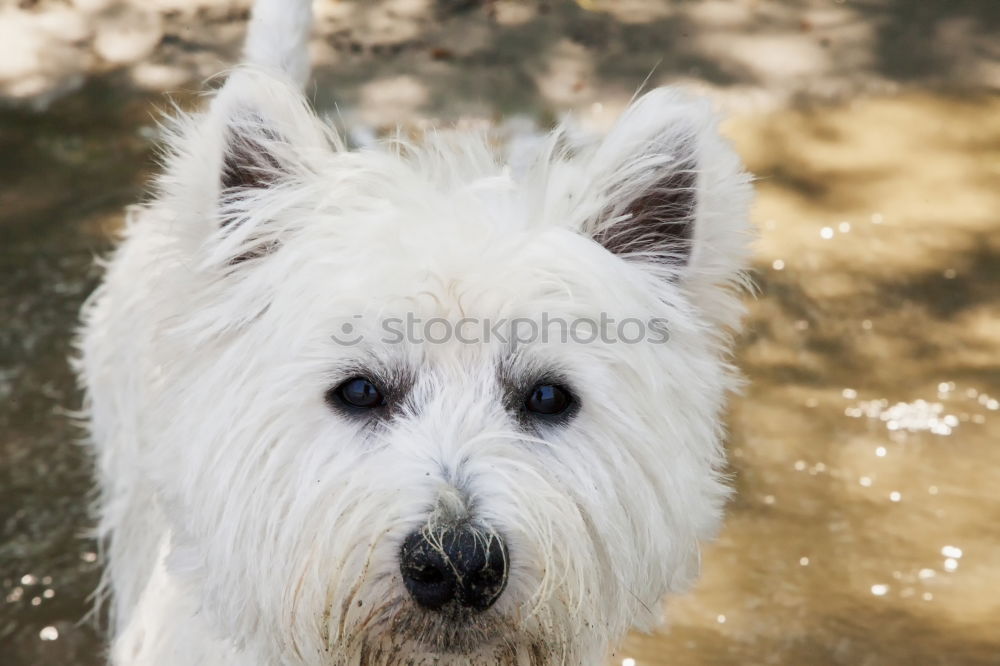 Similar – Image, Stock Photo Master floppy ear Pt.3 Pet