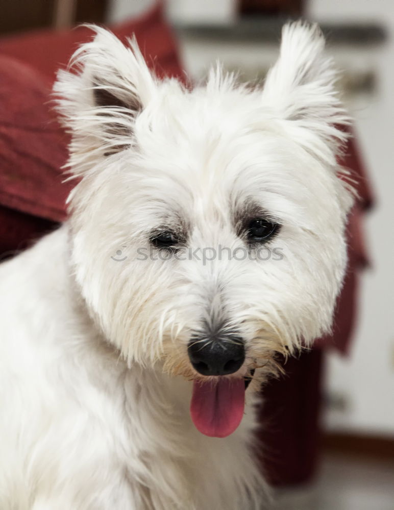 Similar – Image, Stock Photo Dog 2 Animal Pet