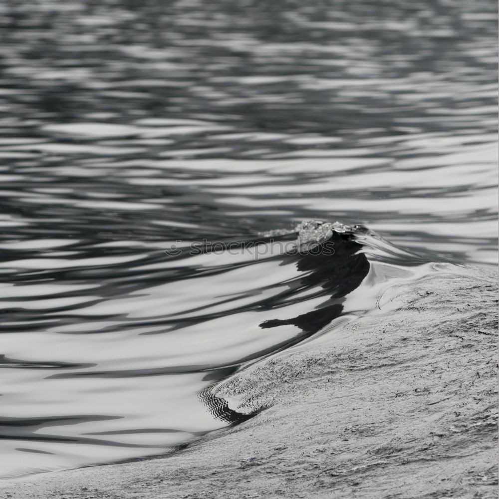 Similar – Image, Stock Photo rail shadow Animal Water