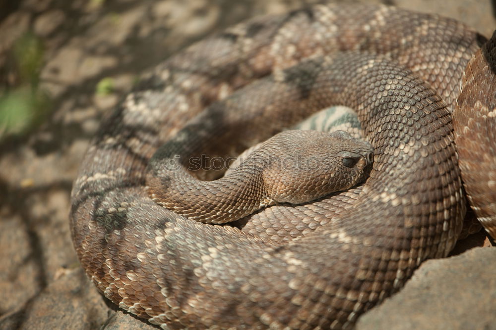 Image, Stock Photo meadow viper emerged from hibernation