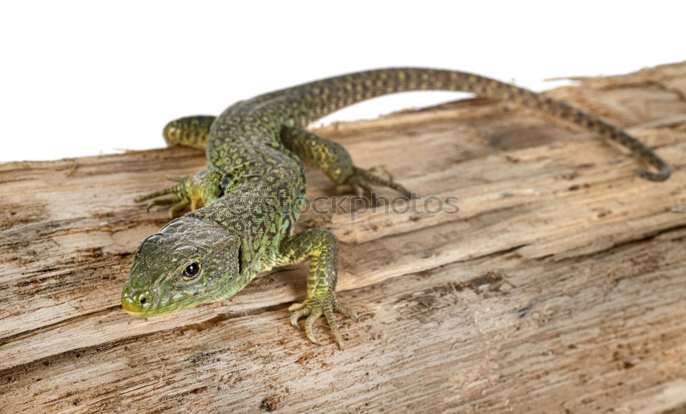 Similar – despot Saurians Lizards