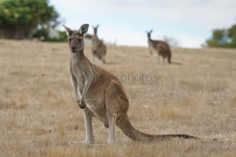 Little wallabee kangaroo