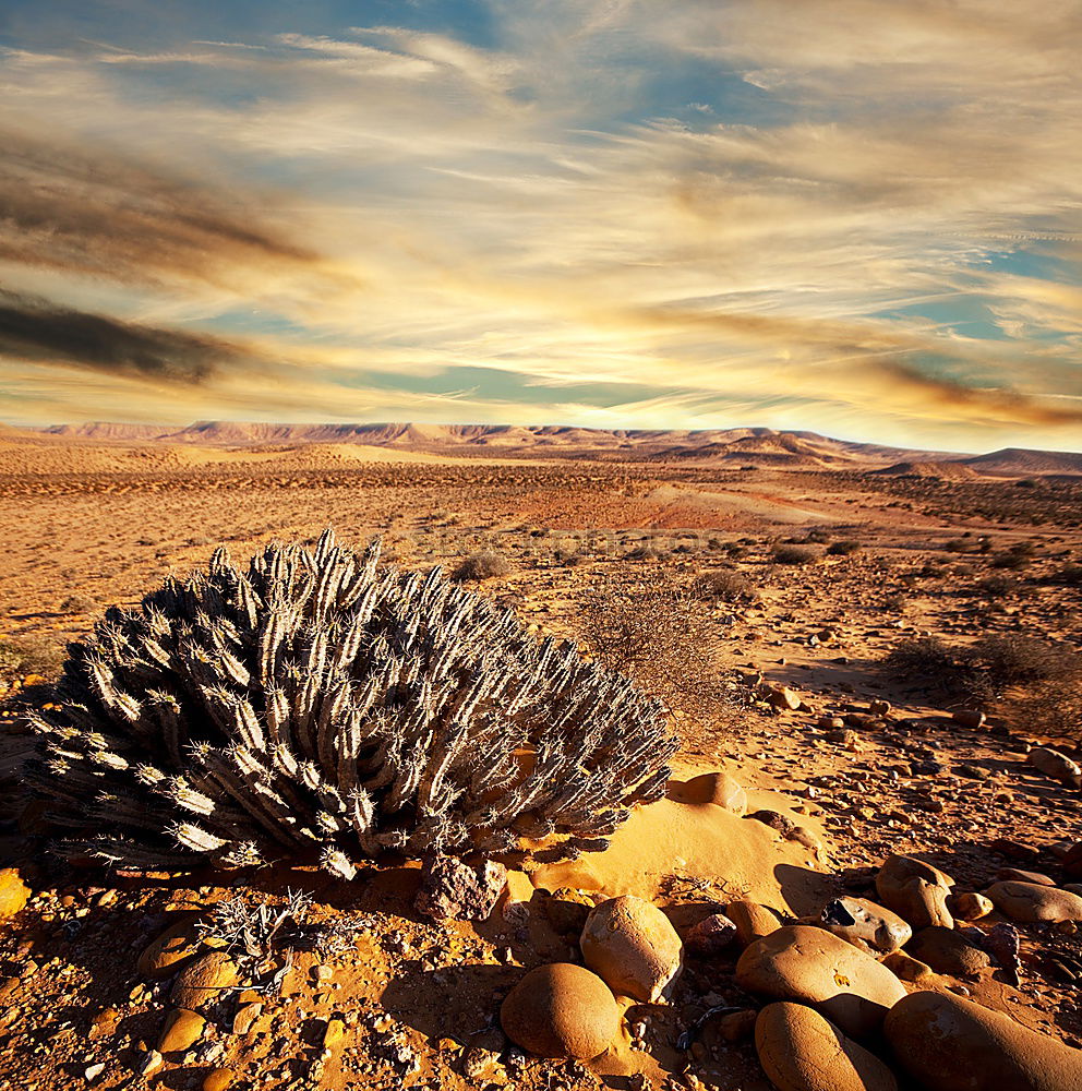 Similar – Cacti and salt lake