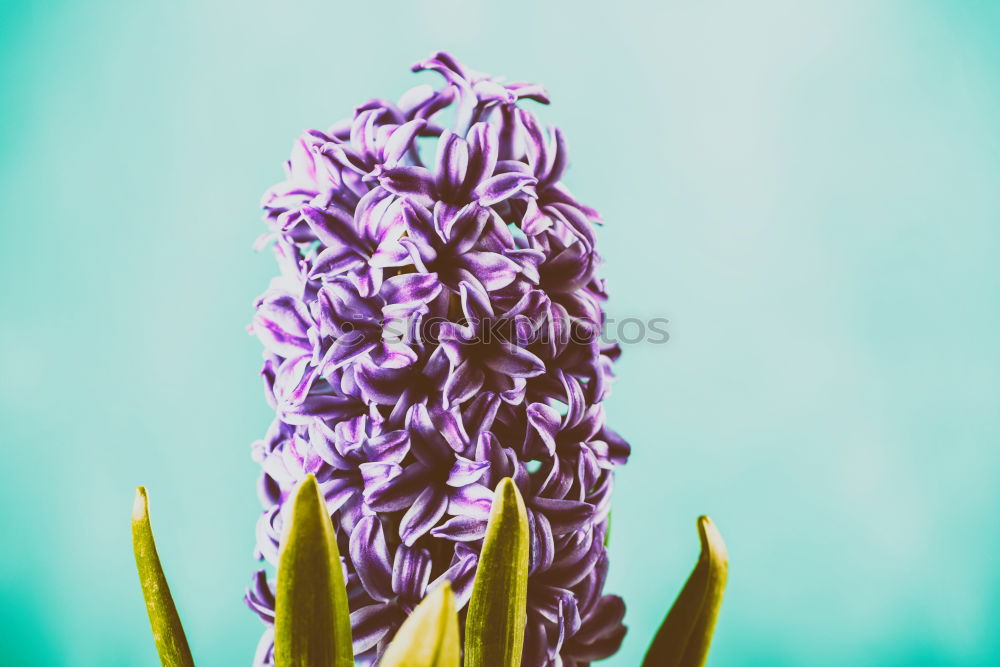 Common Dutch Garden Hyacinth (Hyacinthus Orientalis)