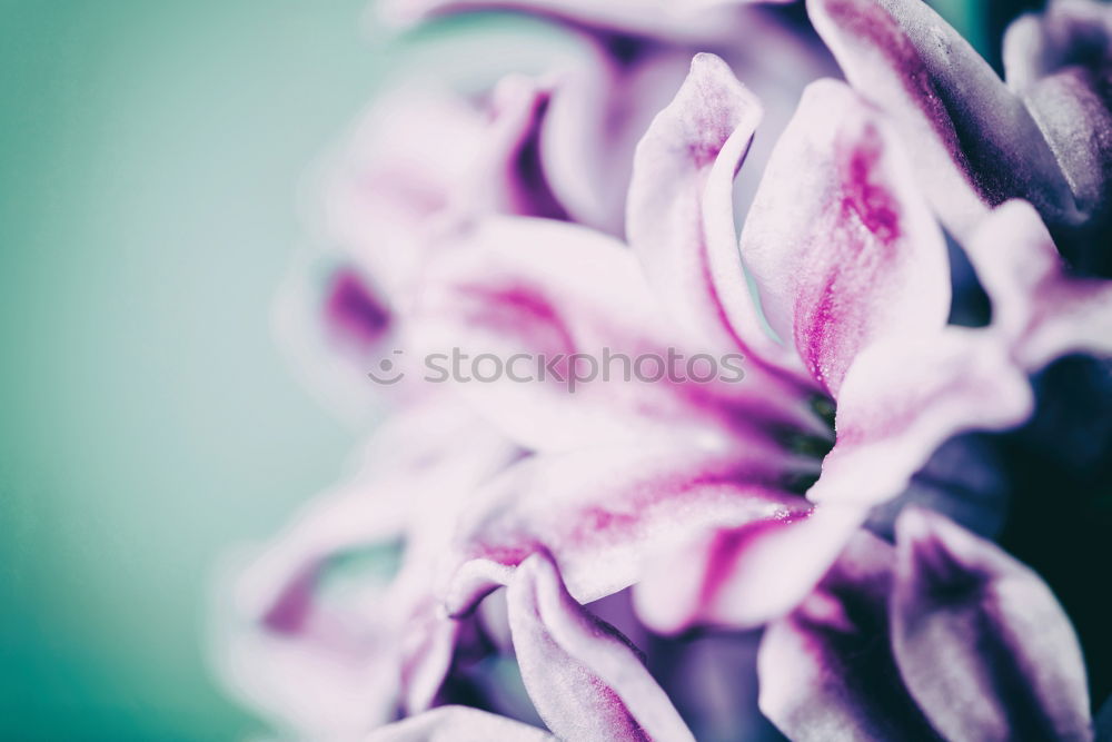 Similar – Image, Stock Photo white red green bouquet of flowers picturesque