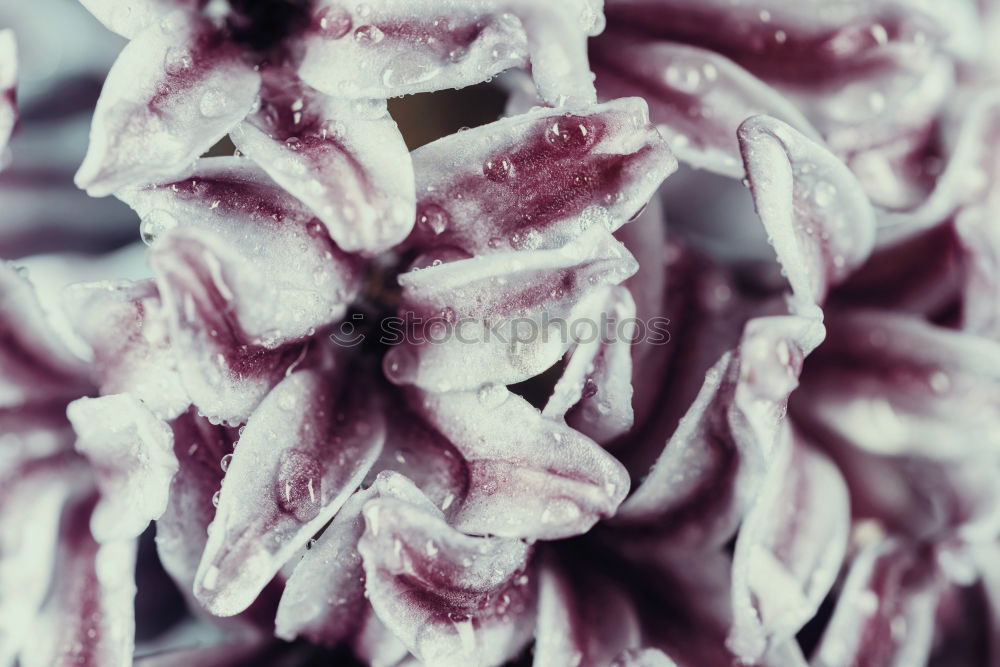 Image, Stock Photo frozen blackberries Fruit