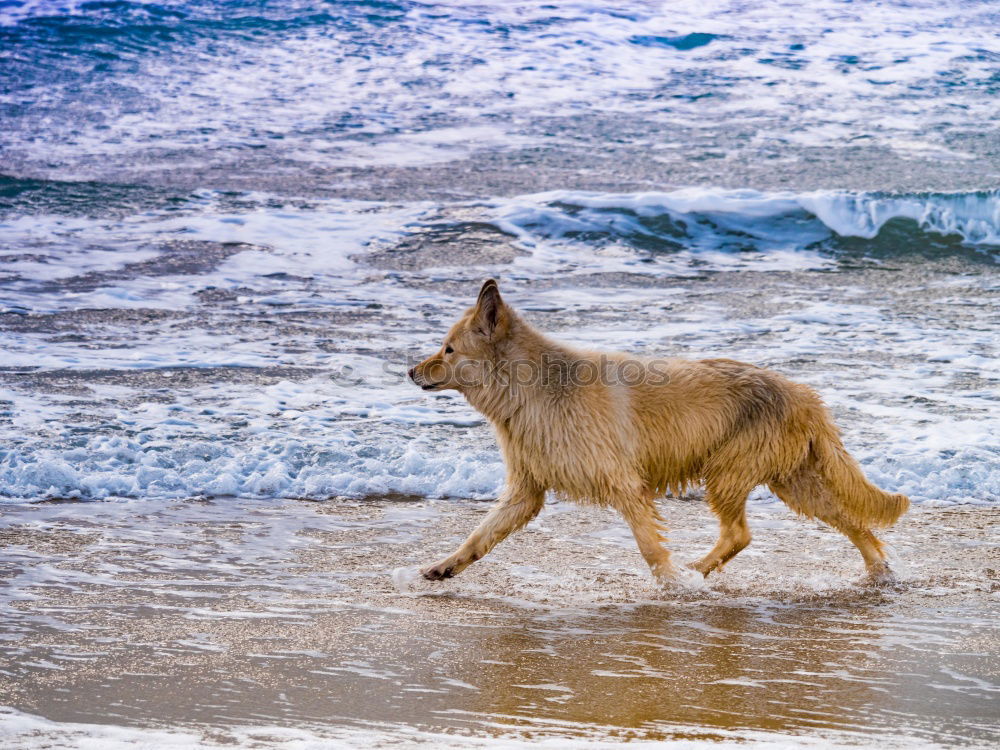 Similar – Funny dog on beach Dog