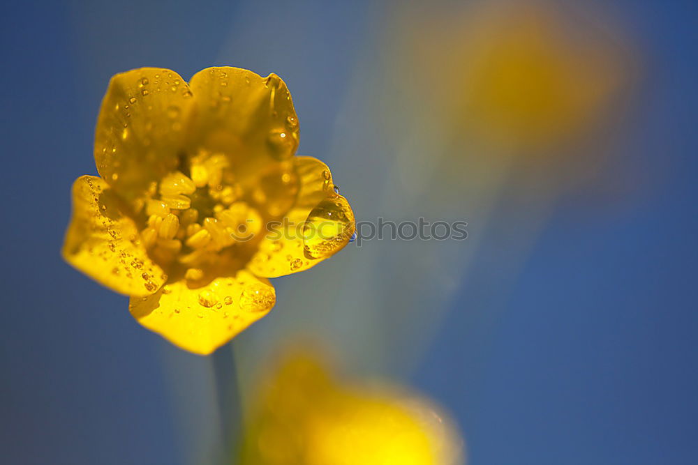 Similar – Gingkoblätter Leuchtkraft