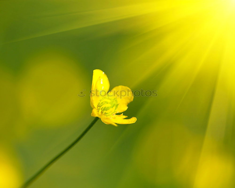 Similar – bluring wildflowers