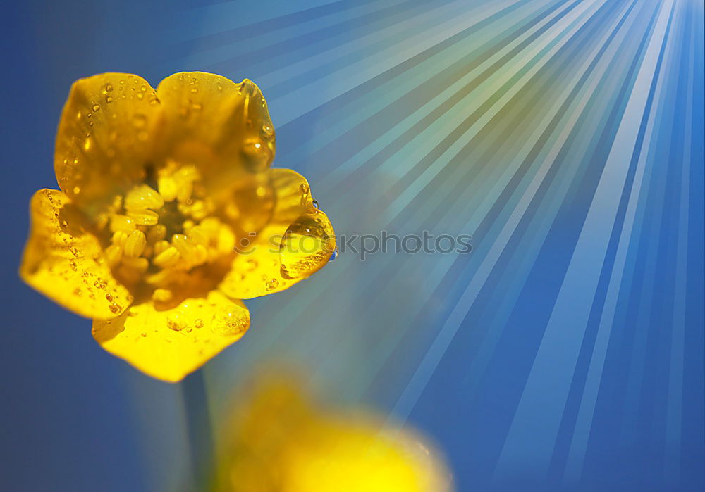 Similar – Image, Stock Photo Amber find at the Baltic Sea