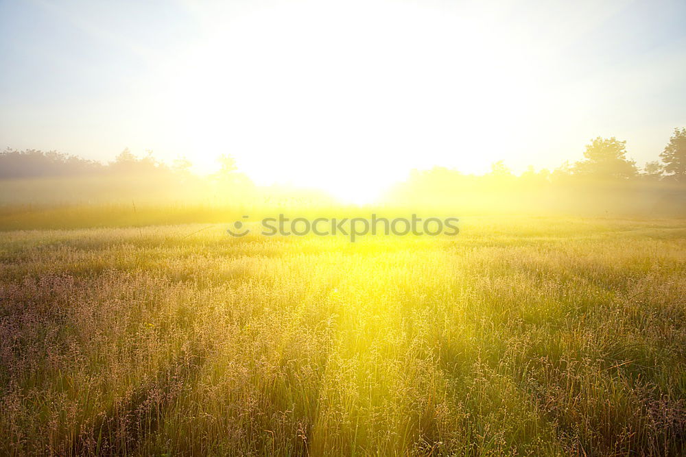 Similar – Straw bales in the sunrise