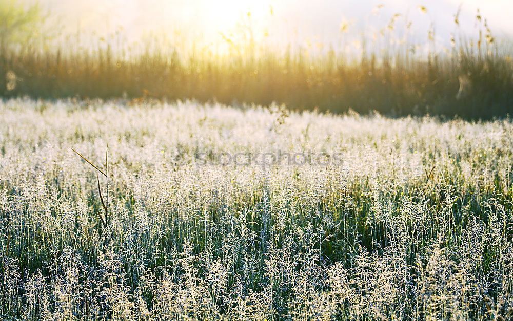 Similar – Image, Stock Photo summer-end mood Summer Sun