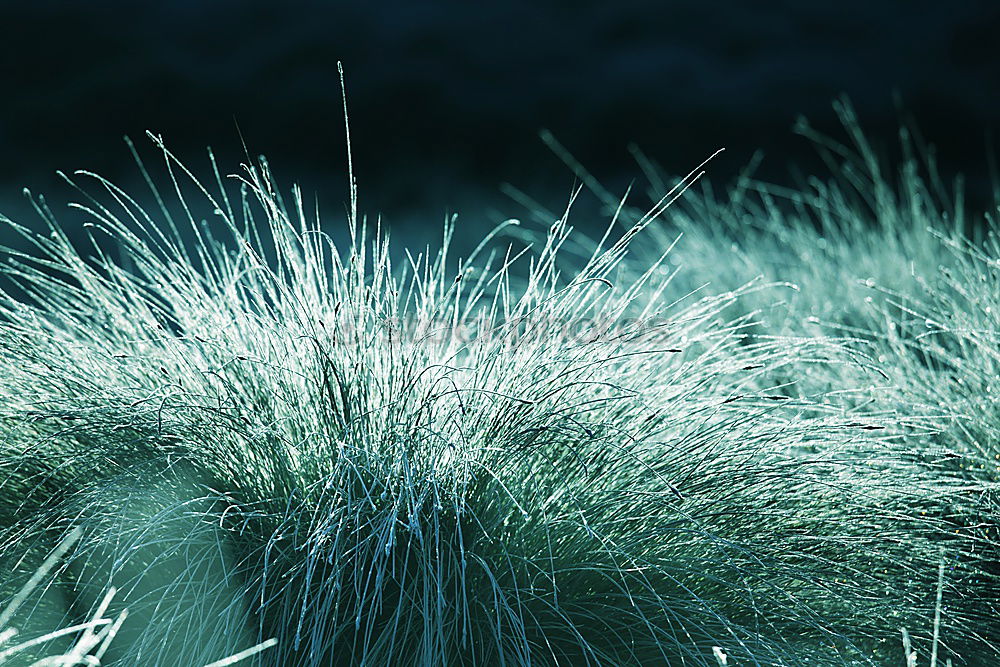 Similar – Image, Stock Photo Blue plants in winter background