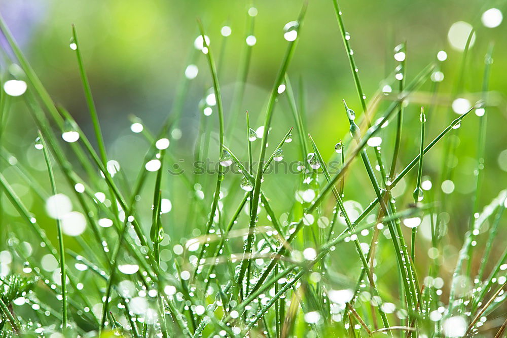 Similar – drops on the green leaves