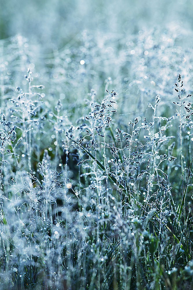 Similar – Image, Stock Photo hyposensitization Grass