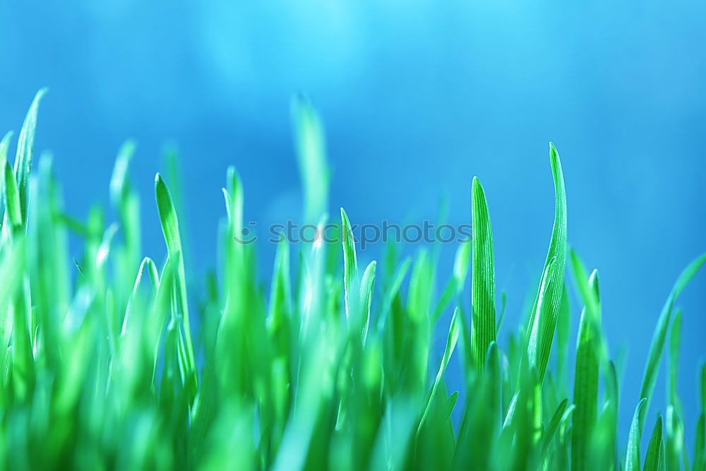 Similar – Image, Stock Photo summer classics Grass Sky