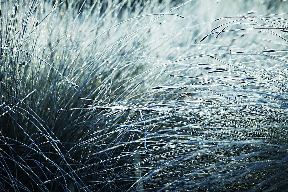 Similar – Image, Stock Photo Blue plants in winter background