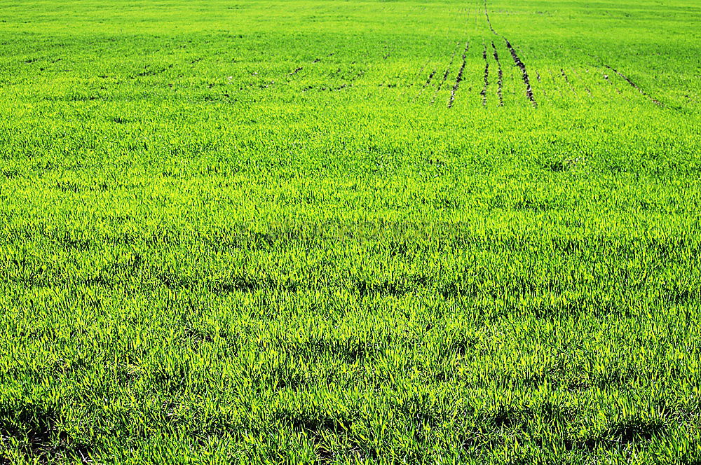 Similar – Image, Stock Photo Restrictive Grass Meadow