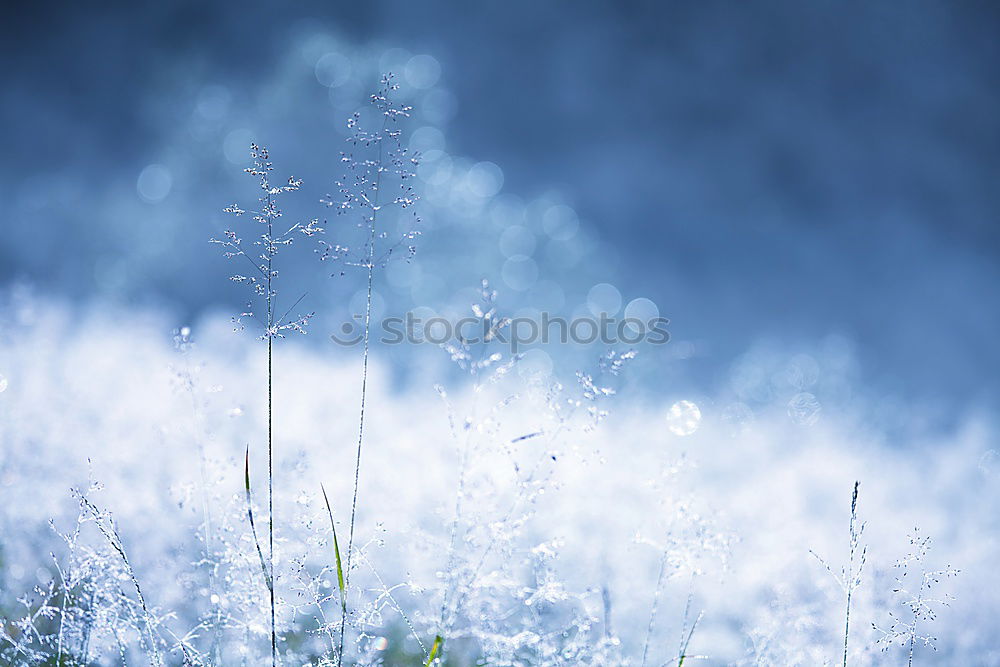 Similar – Ladybird view in IR