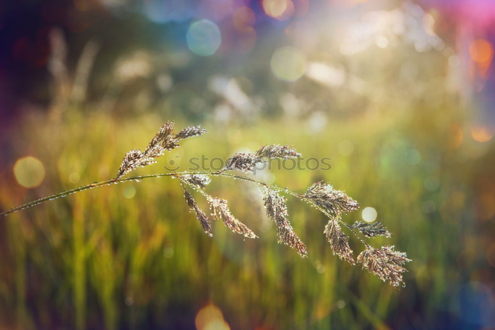 Similar – Scottish summer meadow in the wind