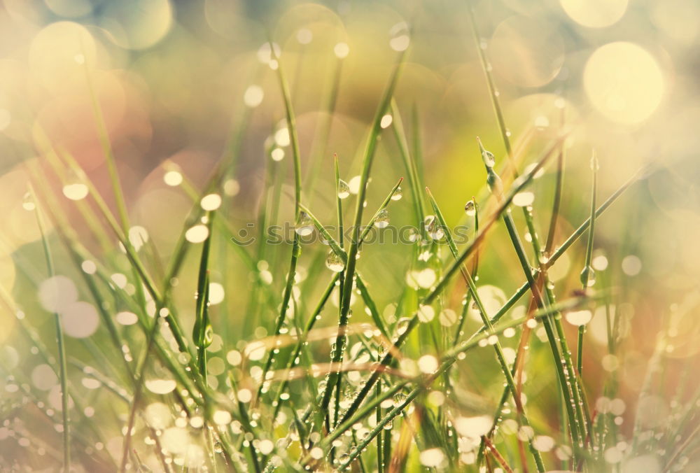 Similar – Image, Stock Photo dew weather Nature