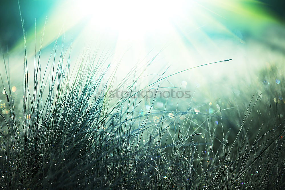 Similar – Image, Stock Photo Grass in a mysterious play of light