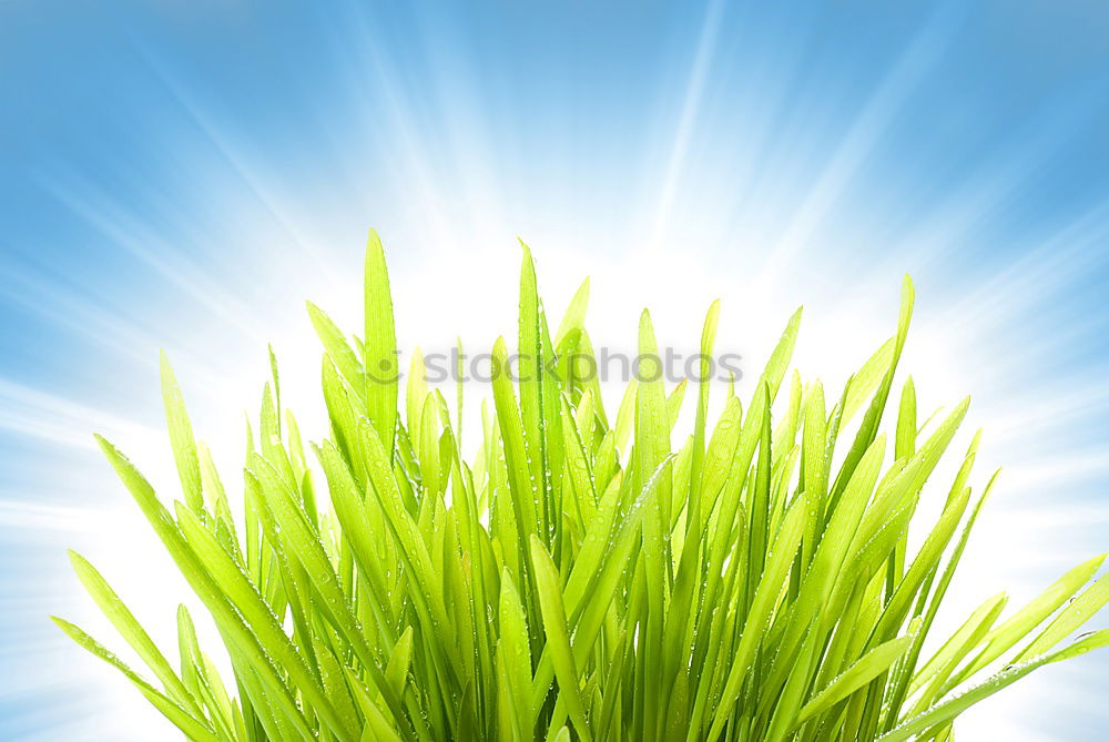 Similar – Image, Stock Photo summer classics Grass Sky