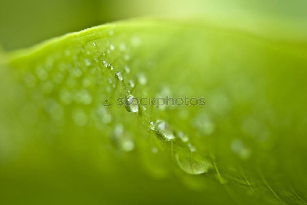 Similar – Image, Stock Photo pink meets green Elegant