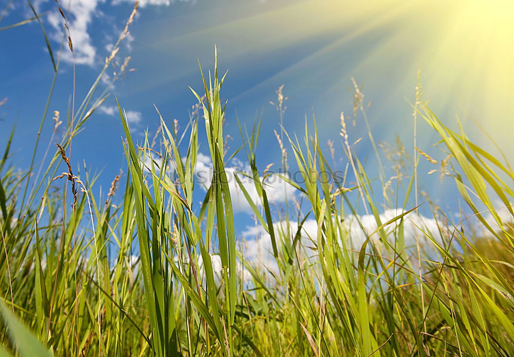 Similar – Foto Bild Türme Umwelt Natur Pflanze