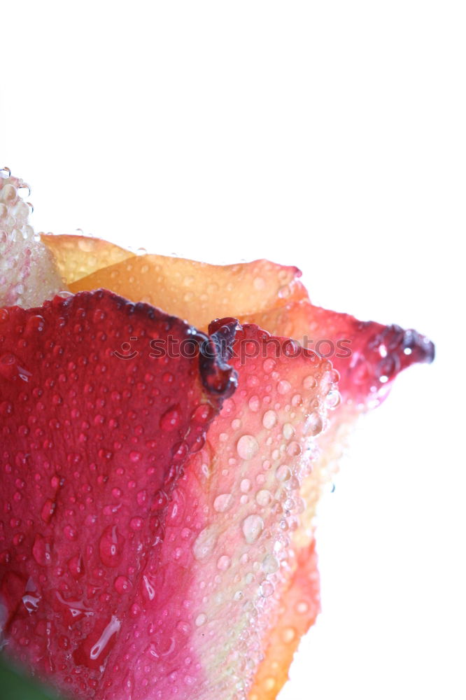 Similar – Foto Bild rain drops Natur Rose