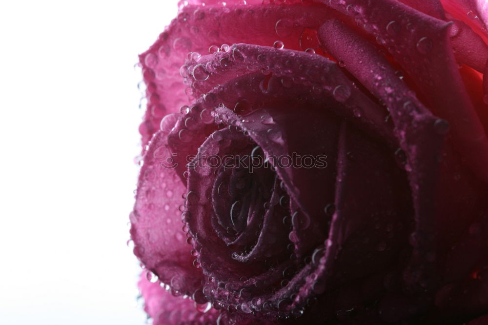 Similar – Image, Stock Photo Two red roses in white glass vases on a blurred wooden table.