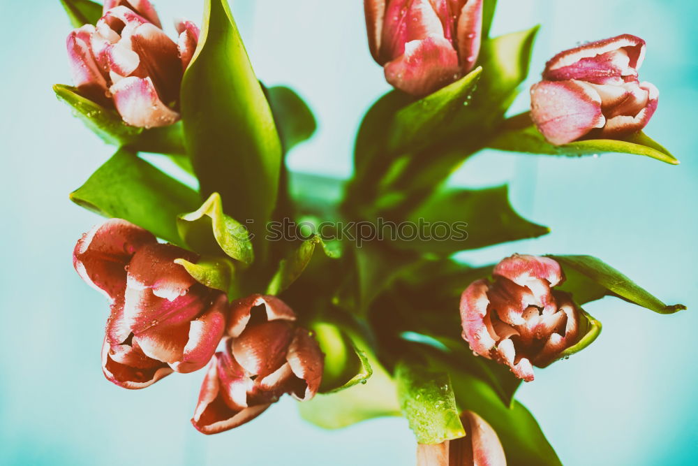 Similar – Fresh Spring Tulips On Wooden Table