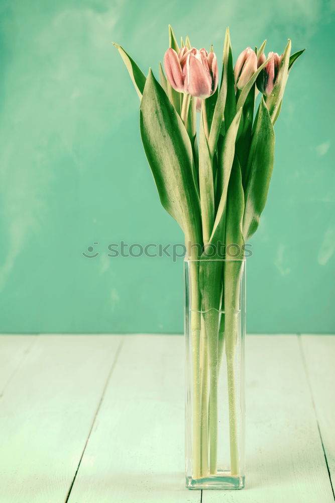 Similar – Wet Pink Tulip Flowers In Vase