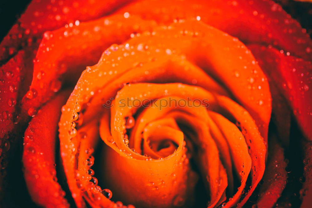 Similar – Image, Stock Photo Detail of orange petals