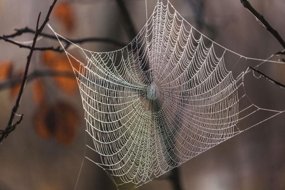 Similar – herbst Umwelt Natur