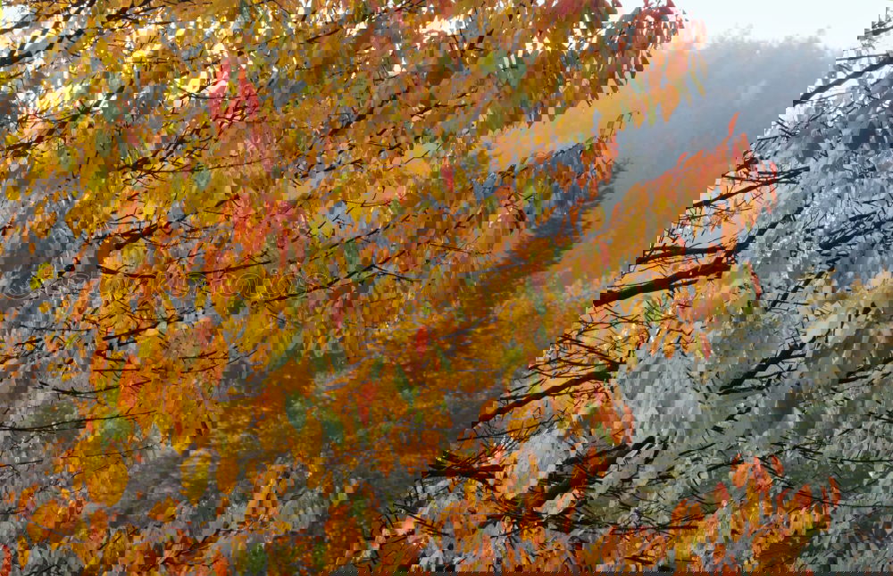Image, Stock Photo beautiful day Sunlight