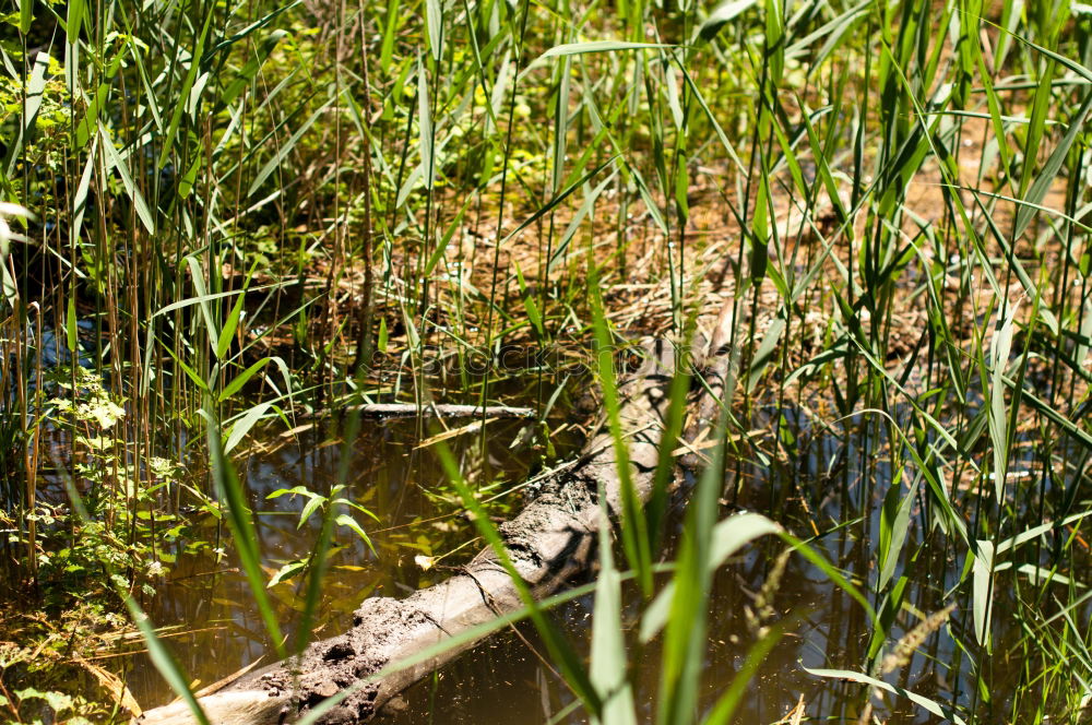 Similar – Image, Stock Photo L L Plant Animal Earth