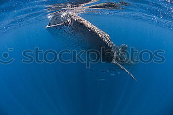 Similar – Dolphin swims in front of coral reef