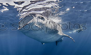 Similar – Dolphin swims in front of coral reef