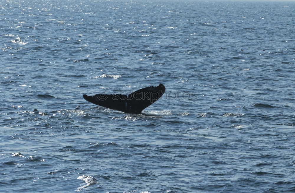 Similar – Image, Stock Photo Curious whale Whale Near