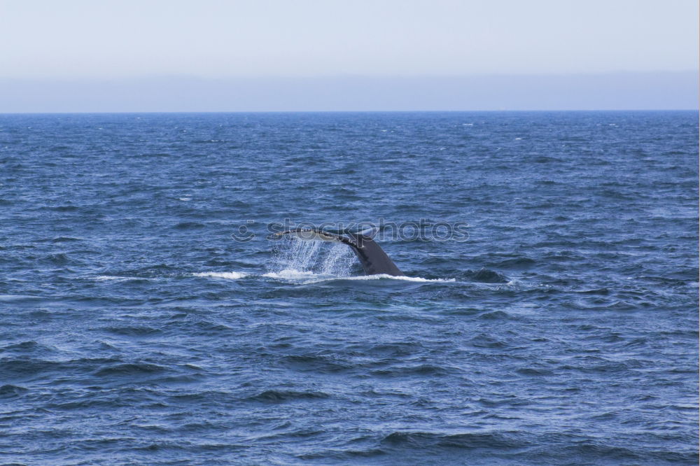 Similar – humpbacked whale jumping