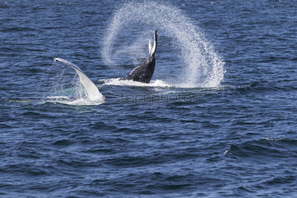 Similar – humpbacked whale jumping